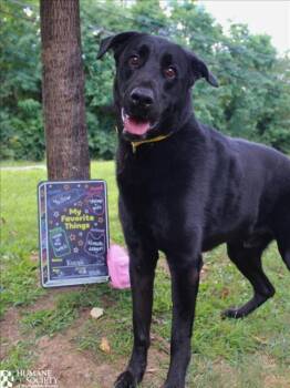 Rescue Labrador Retriever Dogs for Adoption in Hagerstown, Maryland - KURUK | PetCurious