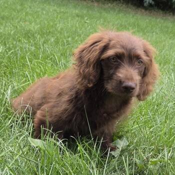 Wallace -  Poodle and Dachshund Dog for Adoption in Minneapolis, Minnesota - Wallace | PetCurious