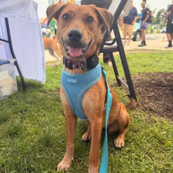 Maizie -  Shepherd Dog for Adoption in Chicago, Illinois - Maizie | PetCurious