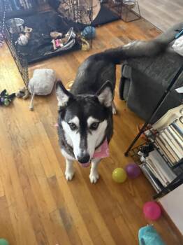 Husky Dogs Available for Adoption in Plymouth, Michigan - Breeze | PetCurious