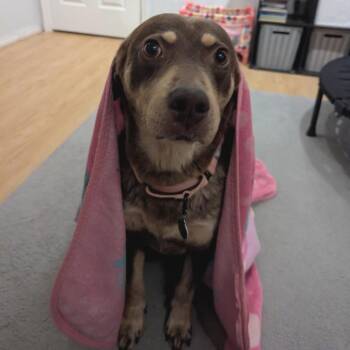 Mixed Breed Dogs Available for Adoption - September | PetCurious