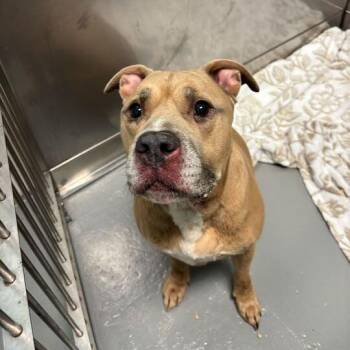 Mixed Breed Dogs Available for Adoption in Davenport, Iowa - Bing Chilling | PetCurious
