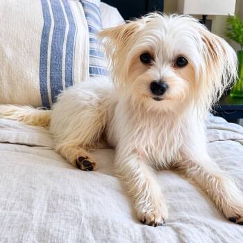 Lulu -  Maltese Dog for Adoption - Lulu | PetCurious