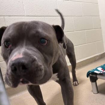 Mixed Breed Dogs Available for Adoption in Asheville, North Carolina - Draco | PetCurious