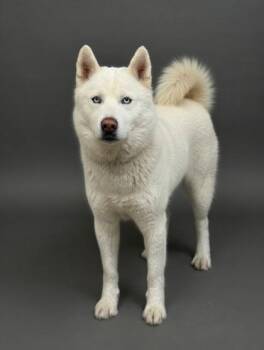 Siberian Husky and Mixed Breed Dogs Available for Adoption - Bogie | PetCurious