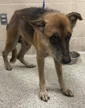 Rescue German Shepherd Dog and Mixed Breed Dogs for Adoption in Conroe, Texas - A419137 | PetCurious