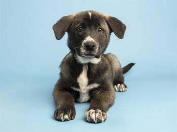 Pit Bull Terrier and Labrador Retriever Dogs Available for Adoption - CALLIE | PetCurious