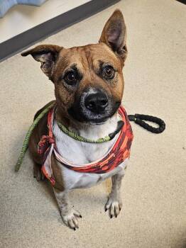 Rescue Australian Cattle Dog Blue Heeler and English Bulldog Dogs for Adoption in Tulsa, Oklahoma - OAK | PetCurious