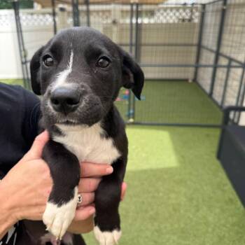 Steven -  Mixed Breed Dog for Adoption in Titusville, Florida - Steven | PetCurious