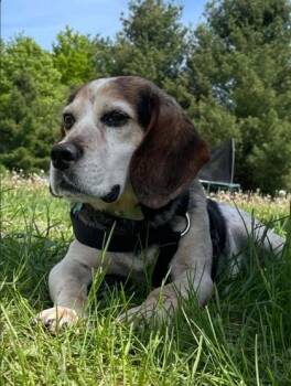 Johnny Cash -  Beagle and Mixed Breed Dog for Adoption in Harbor Springs, Michigan - Johnny Cash | PetCurious