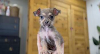 Mallory Keaton -  Chihuahua Dog for Adoption in Friendswood, Texas - Mallory Keaton | PetCurious