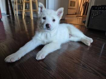 Sisko -  Mixed Breed Dog for Adoption in Athens, Ontario - Sisko | PetCurious