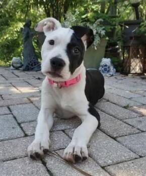 Laya -  Mixed Breed Dog for Adoption in Palm Harbor, Florida - Laya | PetCurious