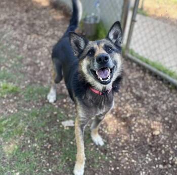 German Shepherd Dog Dogs Available for Adoption in Eagleville, Tennessee - Annabelle | PetCurious