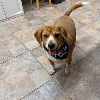 Rescue Beagle Dogs for Adoption in Homer, New York - Jake | PetCurious