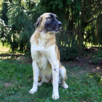 Appt. Pending - Yeli -  Anatolian Shepherd and Mixed Breed Dog for Adoption in Versailles, Kentucky - Appt. Pending - Yeli | PetCurious