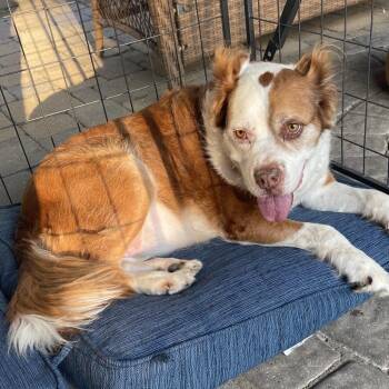 Lucy -  English Bulldog and Border Collie Dog for Adoption in Homewood, Illinois - Lucy | PetCurious