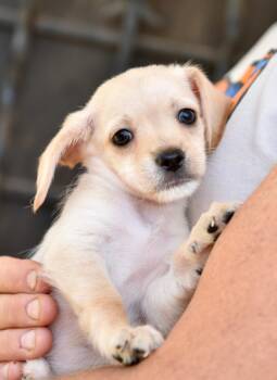 Thursday -  Chihuahua Dog for Adoption in Los Angeles, California - Thursday | PetCurious