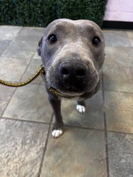 61419216 -  Pit Bull Terrier and Mixed Breed Dog for Adoption in El Paso, Texas - 61419216 | PetCurious