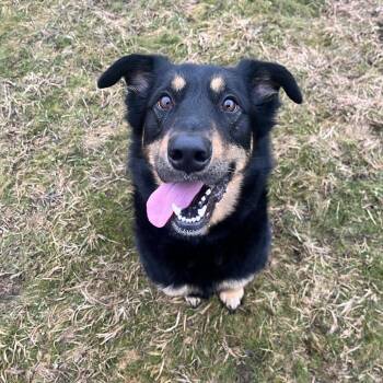 Mixed Breed Dogs Available for Adoption - Grizz | PetCurious