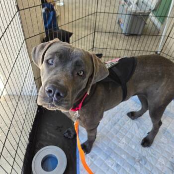 Cane Corso and Weimaraner Dogs Available for Adoption in Las Vegas, Nevada - Lucy | PetCurious