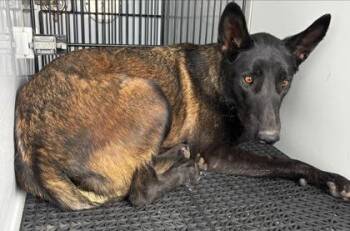61723378 -  Belgian Shepherd Malinois and Dutch Shepherd Dog for Adoption in El Paso, Texas - 61723378 | PetCurious