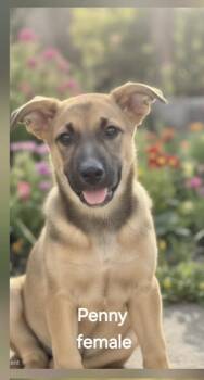 Penny 1 -  German Shepherd Dog Dog for Adoption in Manchester, Connecticut - Penny 1 | PetCurious