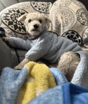 Poodle and Maltese Dogs Available for Adoption - Cotton | PetCurious