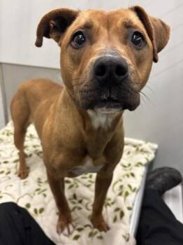 Staffordshire Bull Terrier and Mixed Breed Dogs Available for Adoption - Lady Beef Wellington | PetCurious