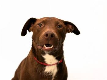 Labrador Retriever and Mixed Breed Dogs Available for Adoption in Fort Lauderdale, Florida - TRUE | PetCurious