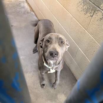 American Staffordshire Terrier Dogs Available for Adoption in Franklin, North Carolina - Denim | PetCurious