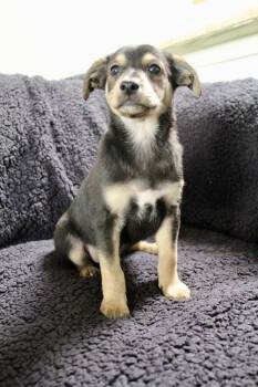 Chihuahua and Dachshund Dogs Available for Adoption - Lil Smokey  | PetCurious