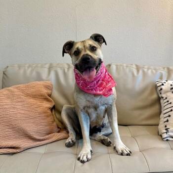 Madonna Sweet Star -  Boxer and Pug Dog for Adoption in Friendswood, Texas - Madonna Sweet Star | PetCurious