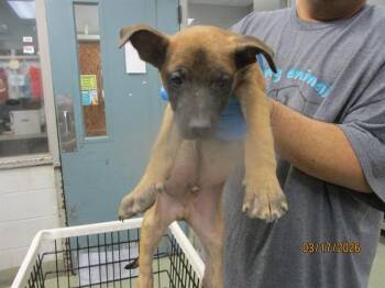 German Shepherd Dog and Mixed Breed Dogs Available for Adoption - A471159 | PetCurious