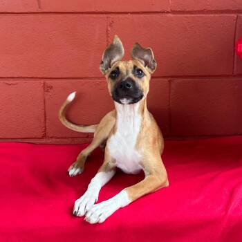 Rescue Black Mouth Cur Dogs for Adoption in Pensacola, Florida - Kimmy | PetCurious