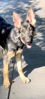 Sasha3 -  German Shepherd Dog Dog for Adoption in Baltimore, Maryland - Sasha3 | PetCurious