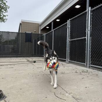 Siberian Husky Dogs Available for Adoption in North Providence, Rhode Island - Angel | PetCurious