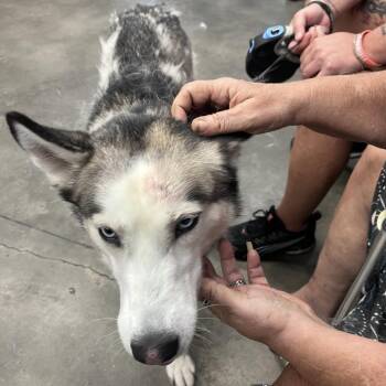 Sassie (Luna) -  Husky Dog for Adoption in Tampa, Florida - Sassie (Luna) | PetCurious