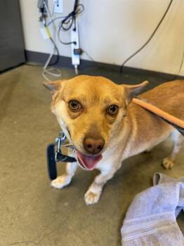 Chihuahua Dogs Available for Adoption in Ontario, California - GILBERT | PetCurious