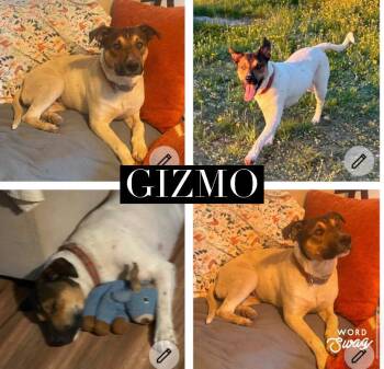 Gizmo -  Australian Cattle Dog Blue Heeler and Cattle Dog Dog for Adoption in New Braunfels, Texas - Gizmo | PetCurious