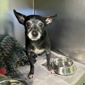 Poppy -  Mixed Breed Dog for Adoption in Dekalb, Illinois - Poppy | PetCurious