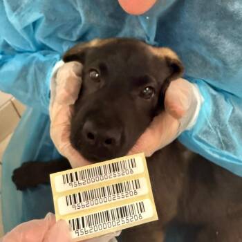 Butterbean -  Mixed Breed Dog for Adoption in Charleston, West Virginia - Butterbean | PetCurious