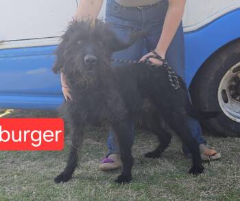 Wirehaired Terrier Dogs Available for Adoption - Burger | PetCurious