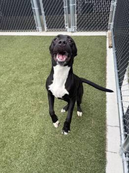 Norman -  Mixed Breed Dog for Adoption in Lafayette, Indiana - Norman | PetCurious