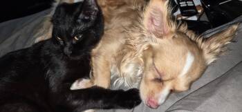 Chihuahua and Dachshund Dogs Available for Adoption in Alexandria, Kentucky - Frankie | PetCurious
