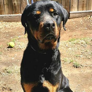 Rottweiler Dogs Available for Adoption - Maverick | PetCurious