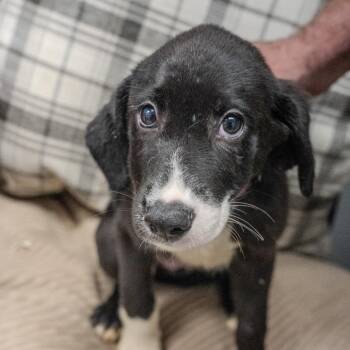 Hera Synduva -  Labrador Retriever and Mixed Breed Dog for Adoption in Pawling, New York - Hera Synduva | PetCurious