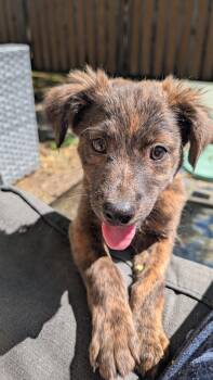 Retriever Dogs Available for Adoption in Minneapolis, Minnesota - Austin | PetCurious
