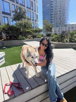 River -  Siberian Husky Dog for Adoption in Santa Monica, California - River | PetCurious