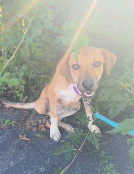 Rescue Hound and Labrador Retriever Dogs for Adoption in West Falls, New York - Izzy | PetCurious